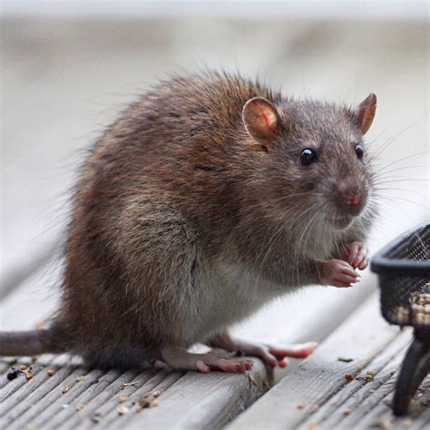 norway rat identification